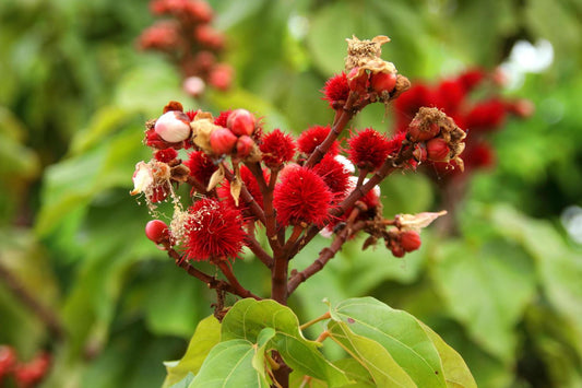 Bright red young fruit of of achiote tree or annatto tree on branch and blur background